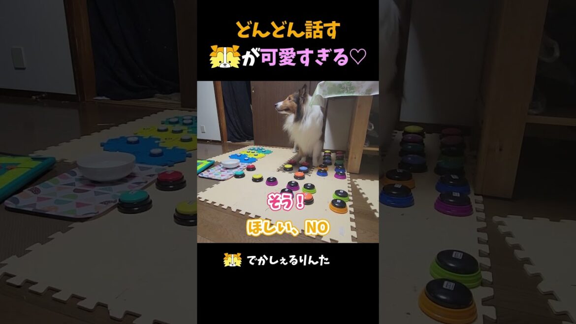 どんどん話すシェルティが可愛すぎる♡【会話ボタンでしゃべる犬】 #shorts #dog #犬