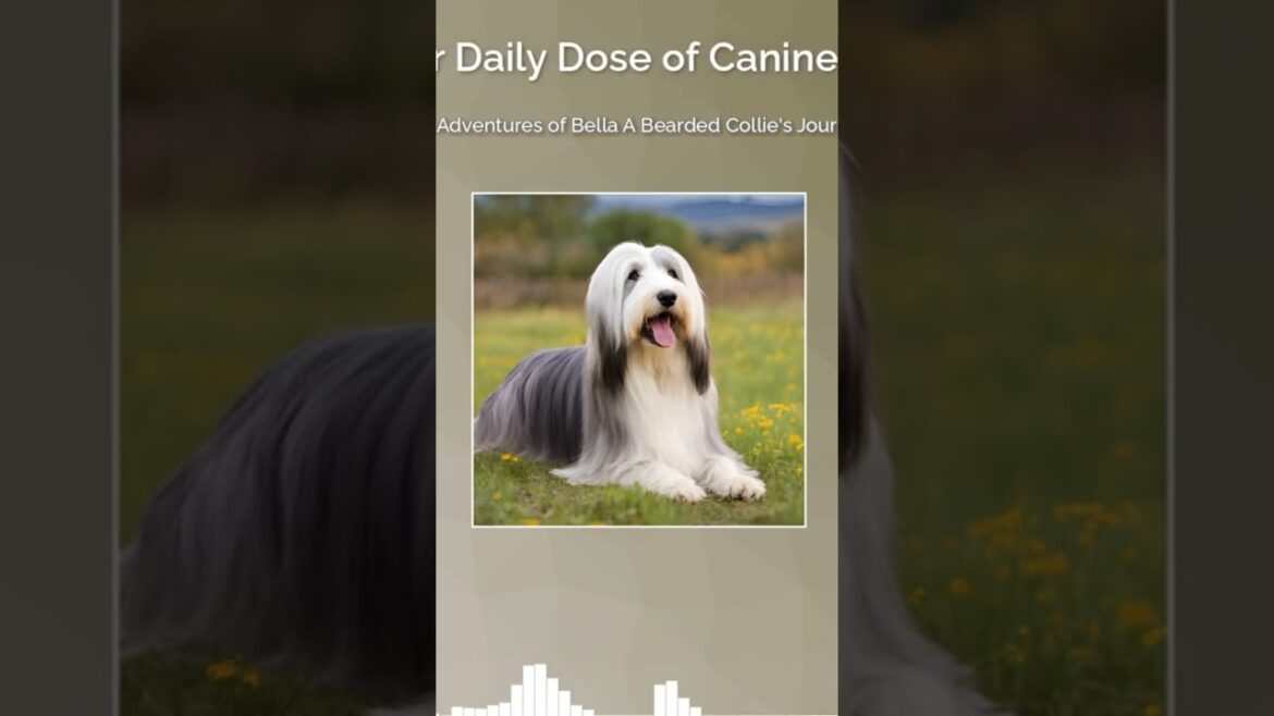 Bearded Collie Adventures: Meet Bella, the Energetic Sheepdog
