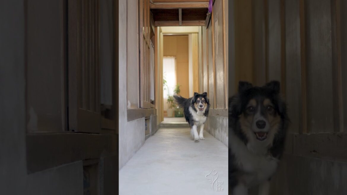 ママに来て欲しいボーダーコリーとオゥシーが可愛い　#ボーダーコリー #オーストラリアンシェパード #dog