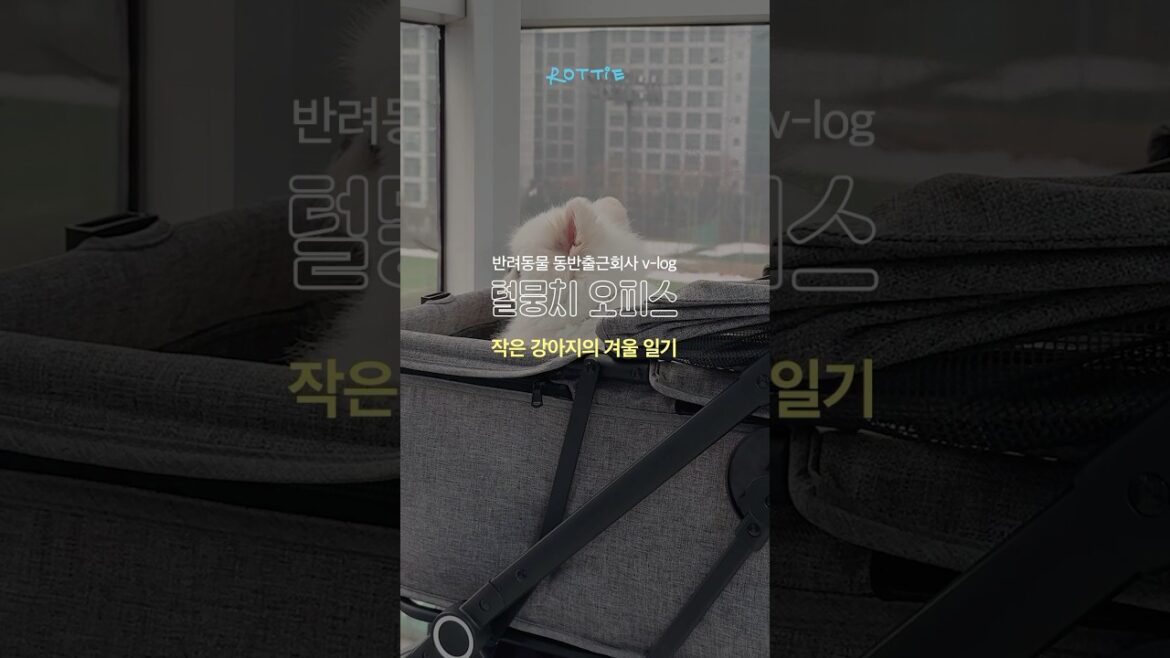 출근하는 강아지의 겨울일기🍞 #강아지 #로띠에 #강아지유모차 #빵긋토퍼