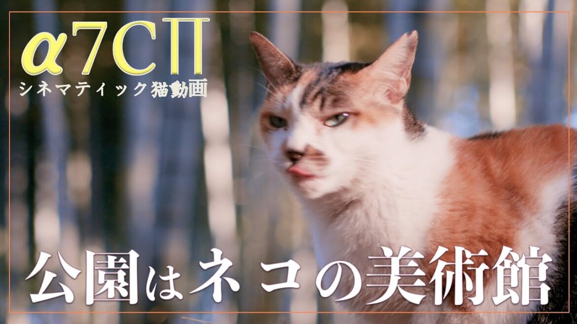 〖a7Cii でシネマティックに猫を撮る! 動画作例〗-『公園はネコの美術館 – 冬の陽だまり編』|Cinematic Cat Video – Beautiful cats in the park 〖a7Cii でシネマティックに猫を撮る! 動画作例〗-『公園はネコの美術館 - 冬の陽だまり編』|Cinematic Cat Video - Beautiful cats in the park