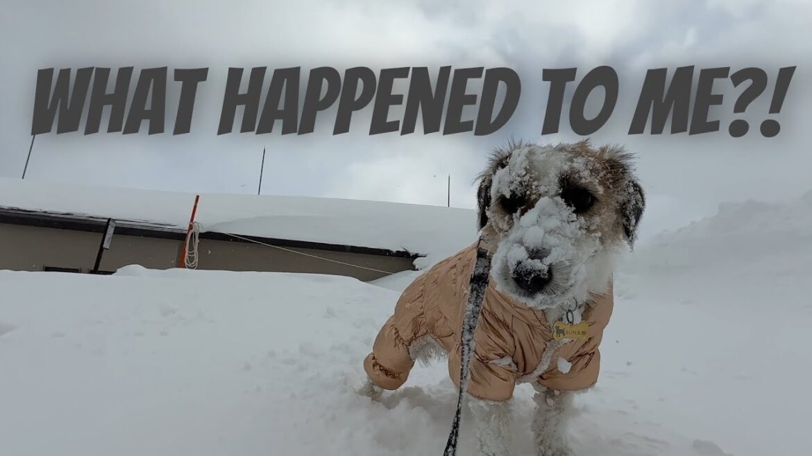 Diving into Snow; Suntaro's Japanese Winter Playtime