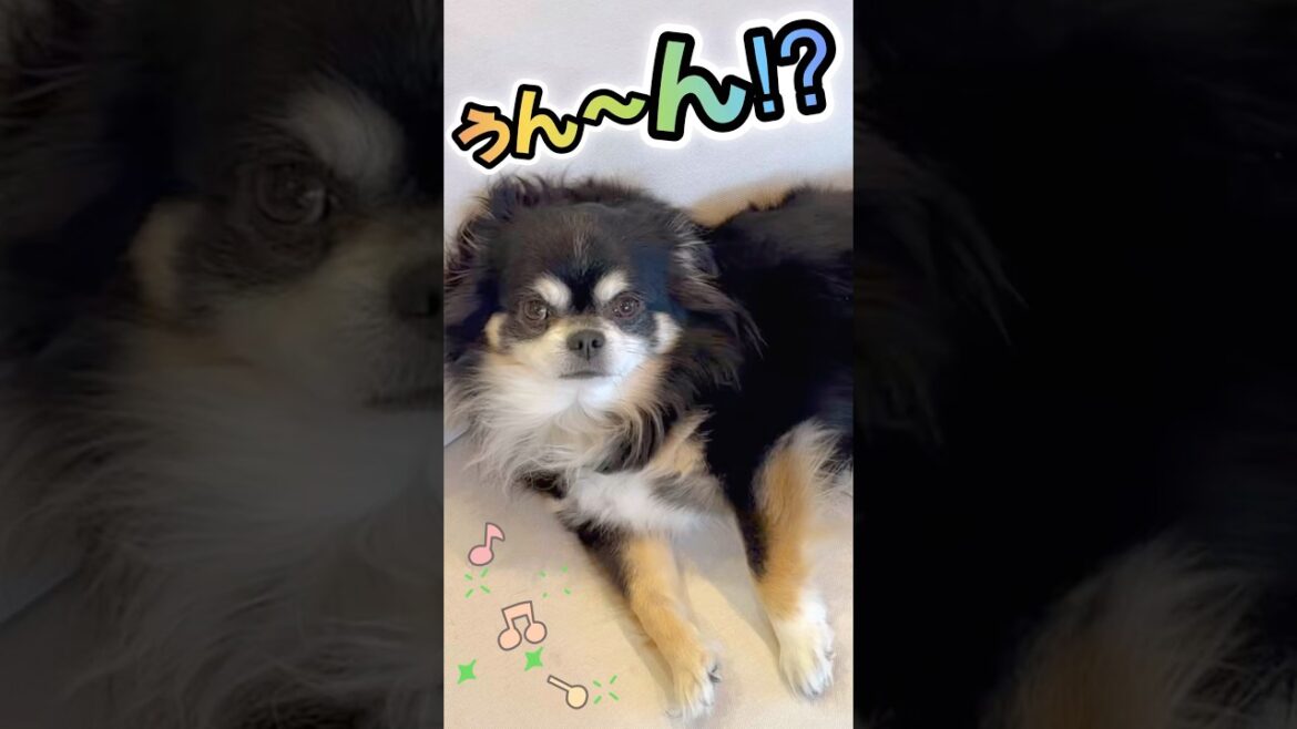 【チワワ】しっぽでリズムを刻む犬🐶🪘🎵 #shorts #chihuahua