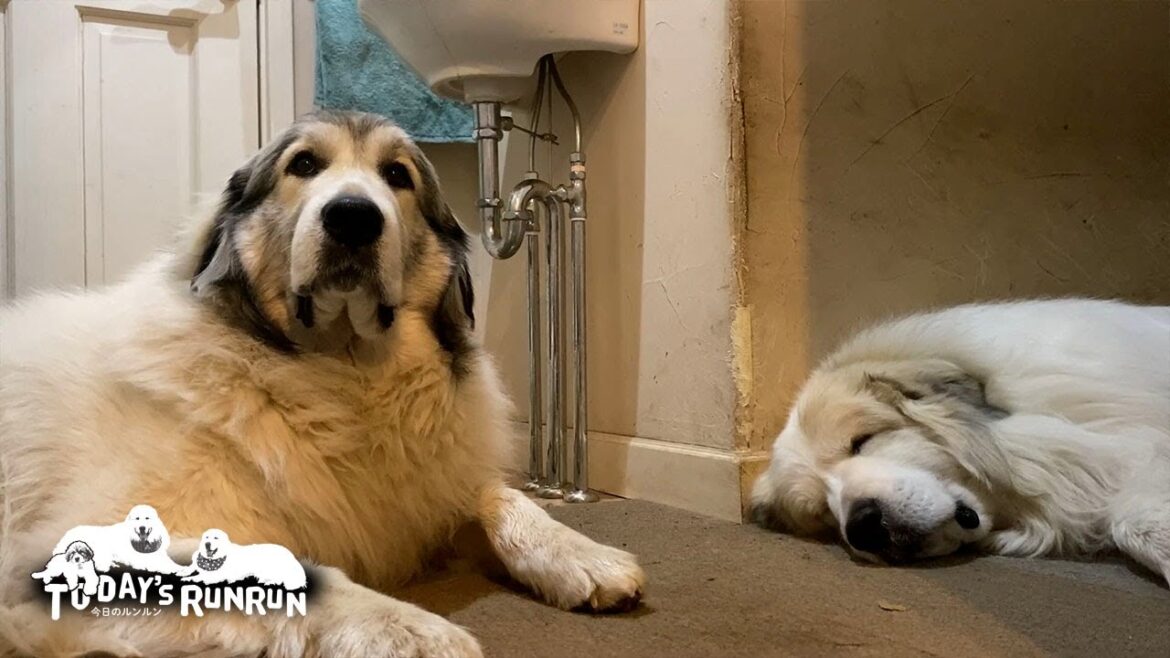お父さんの部屋の前で警備しながら眠るアランとベルです　Great Pyrenees　グレートピレニーズ
