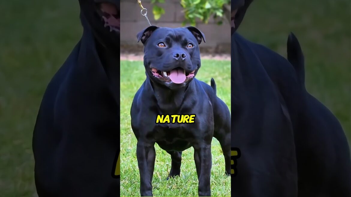 UK’s Favorite Dog Breed: Discover the Incredible Staffy Temperament & Training Secrets