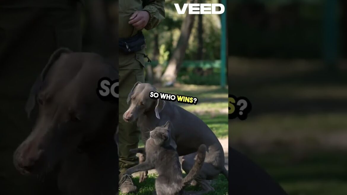 Pit Bull vs  AmStaff  Who's Best  #facts #wildlifebattle #marinemammal #dog