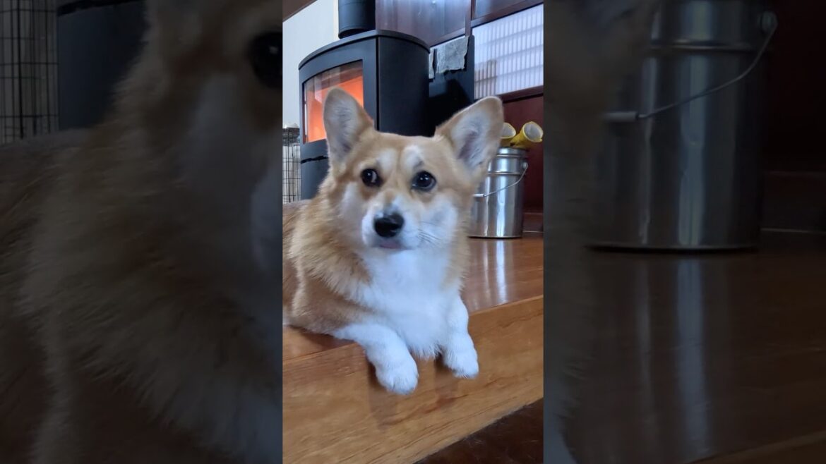 くつろぎから警戒モードに切り替わるコーギー/ The Corgi switched to alert mode #コーギー #corgi #サクラ