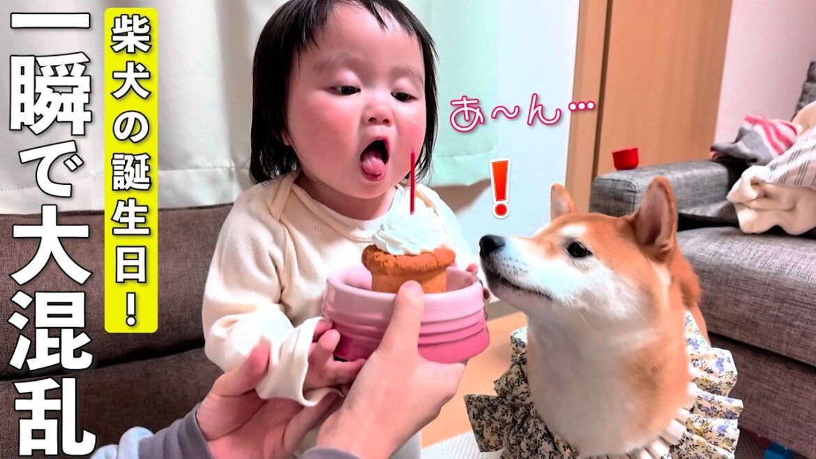 柴犬の誕生日を1歳児とお祝いしたら一瞬で大混乱になりました…
