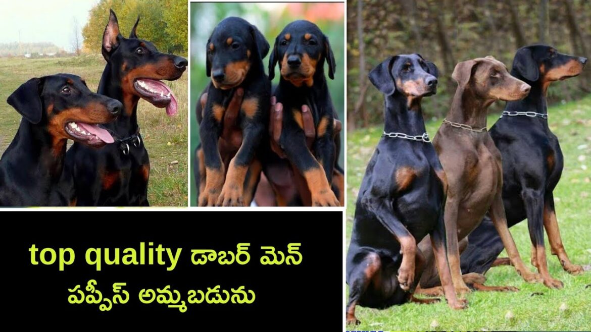 top quality Doberman puppies for sale in telugu/ 90633 60866 /aj pets