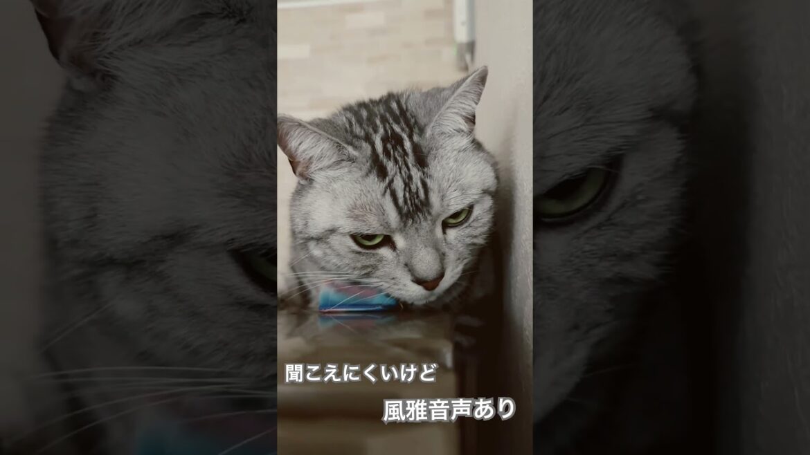 飼い主が鬱陶しい風雅#shorts #アメリカンショートヘア