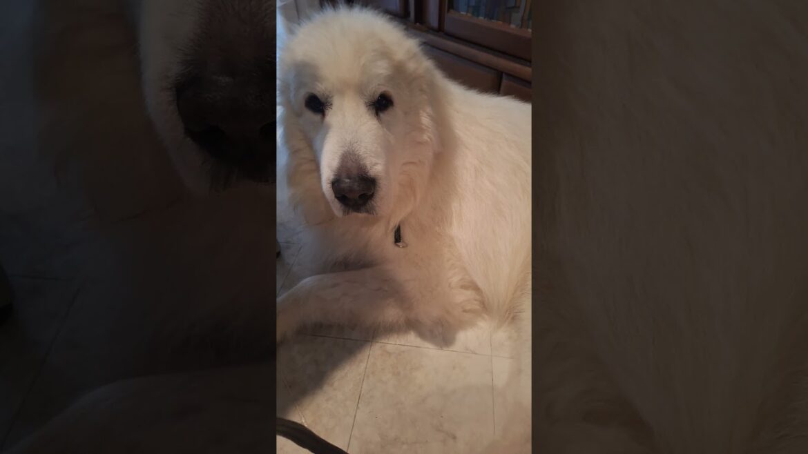 いたいのいたいのとんでけー！ #グレートピレニーズ #超大型犬 #レン #レンと遊ぼう #Shorts