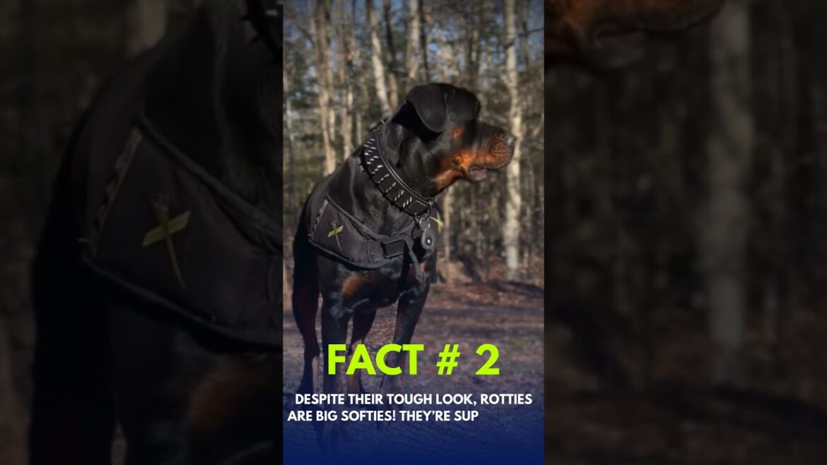 Rottweiler Facts You Didn’t Know! Rottweiler Facts You Didn't Know!