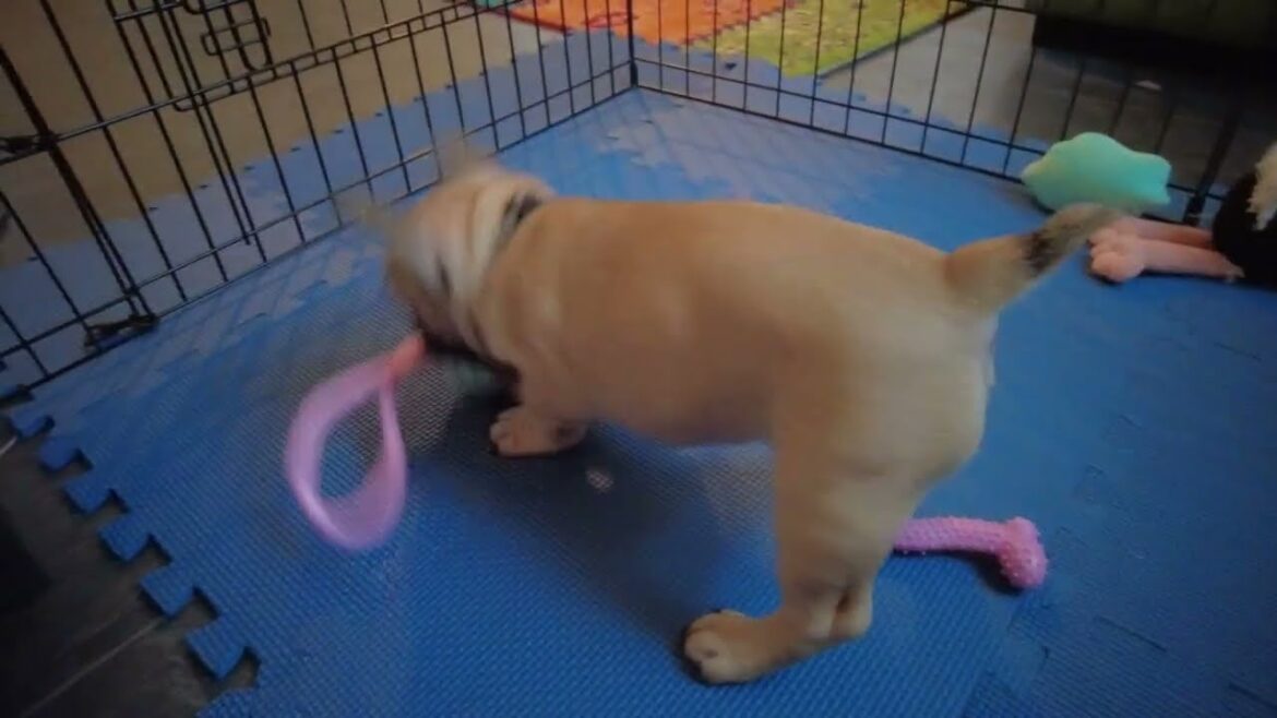 French Bulldog Puppy! 3 weeks to 8 weeks old