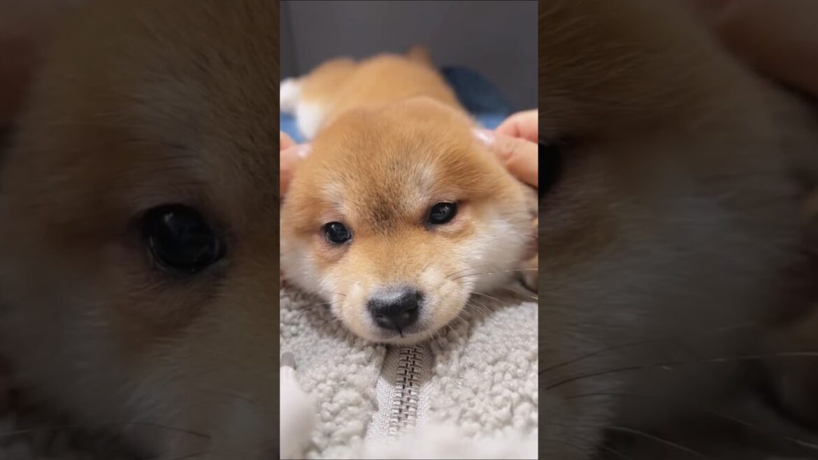 柴犬さん見て癒やされたら寝ろwww #動物 #柴犬 柴犬さん見て癒やされたら寝ろwww #動物 #柴犬