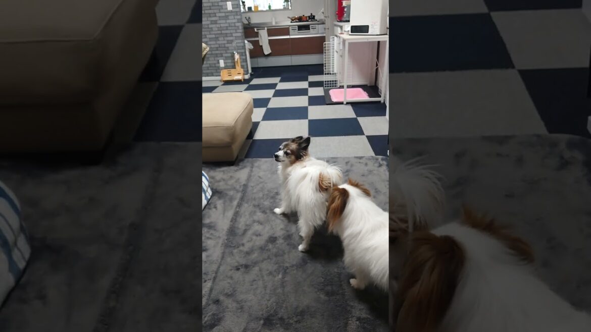 キャッハーな犬達 #可愛い犬 #パピヨン #ワンプロ