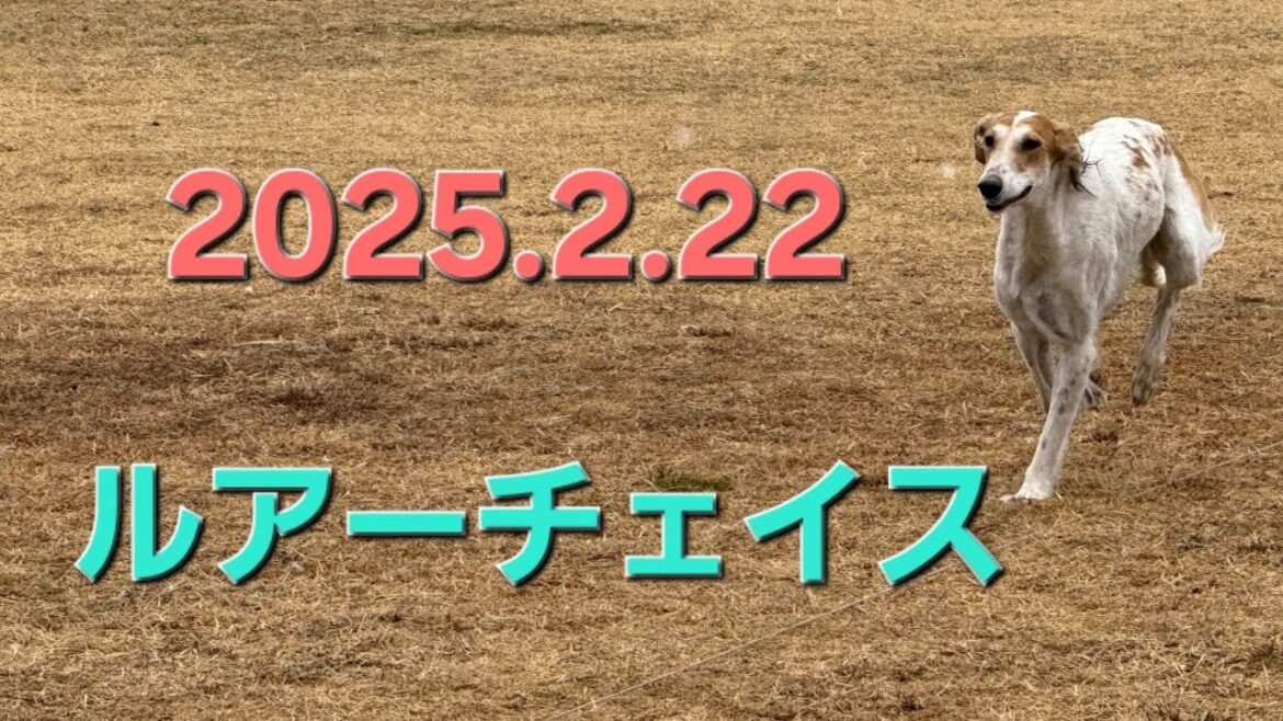 saluki ルアーチェイス 2025.2.22