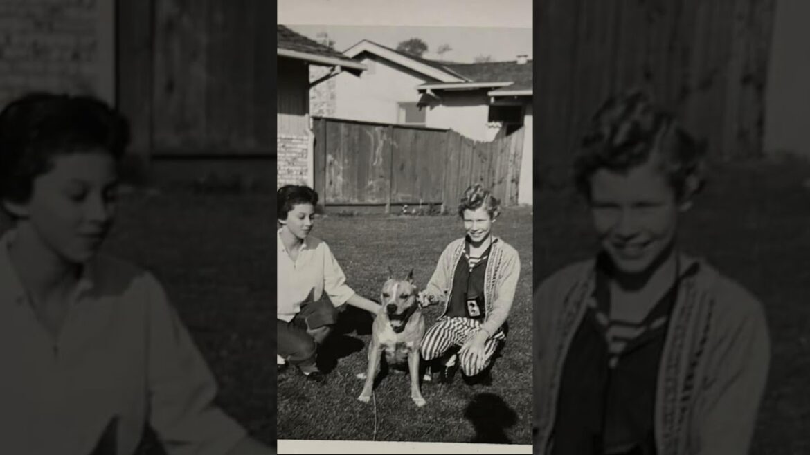 OLD PICTURES OF AMERICAN STAFFORDSHIRE TERRIERS. EVERYTHING ISN’T A PITBULLS.