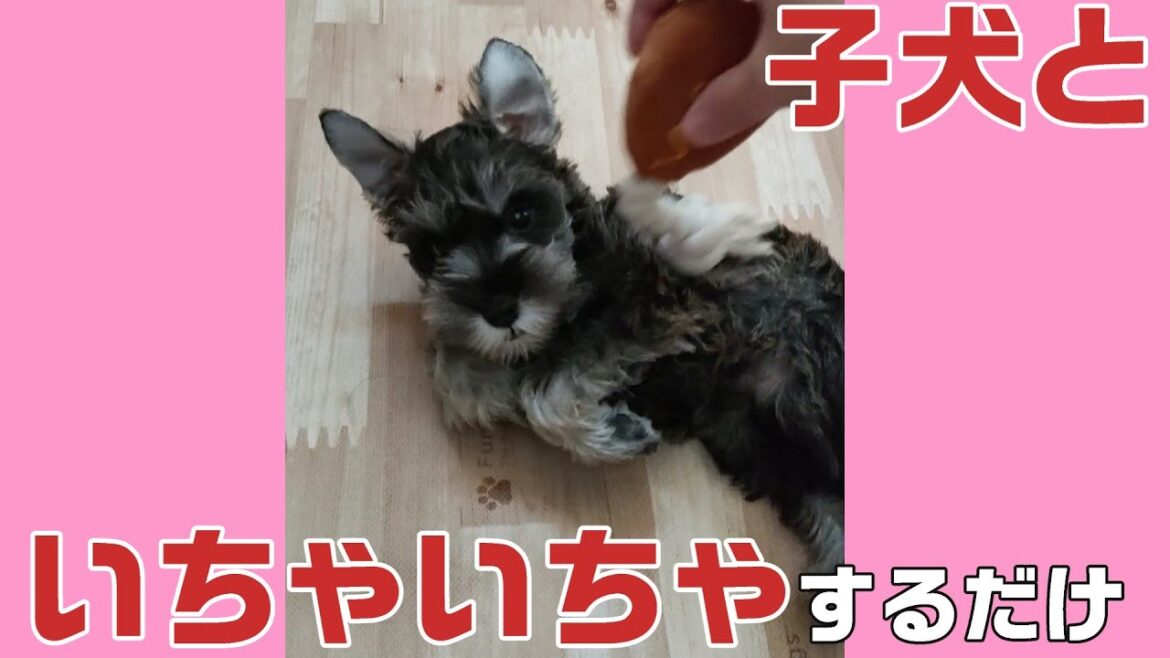 家に迎えたばかりのトロンと人間が戯れるだけ