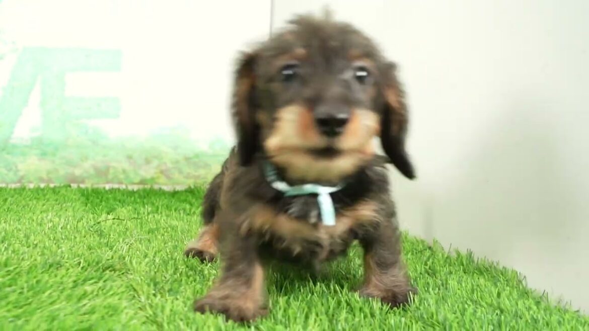 Coo&RIKU　No00709660 Ｍ・ダックスフンド（ワイヤーヘアー）