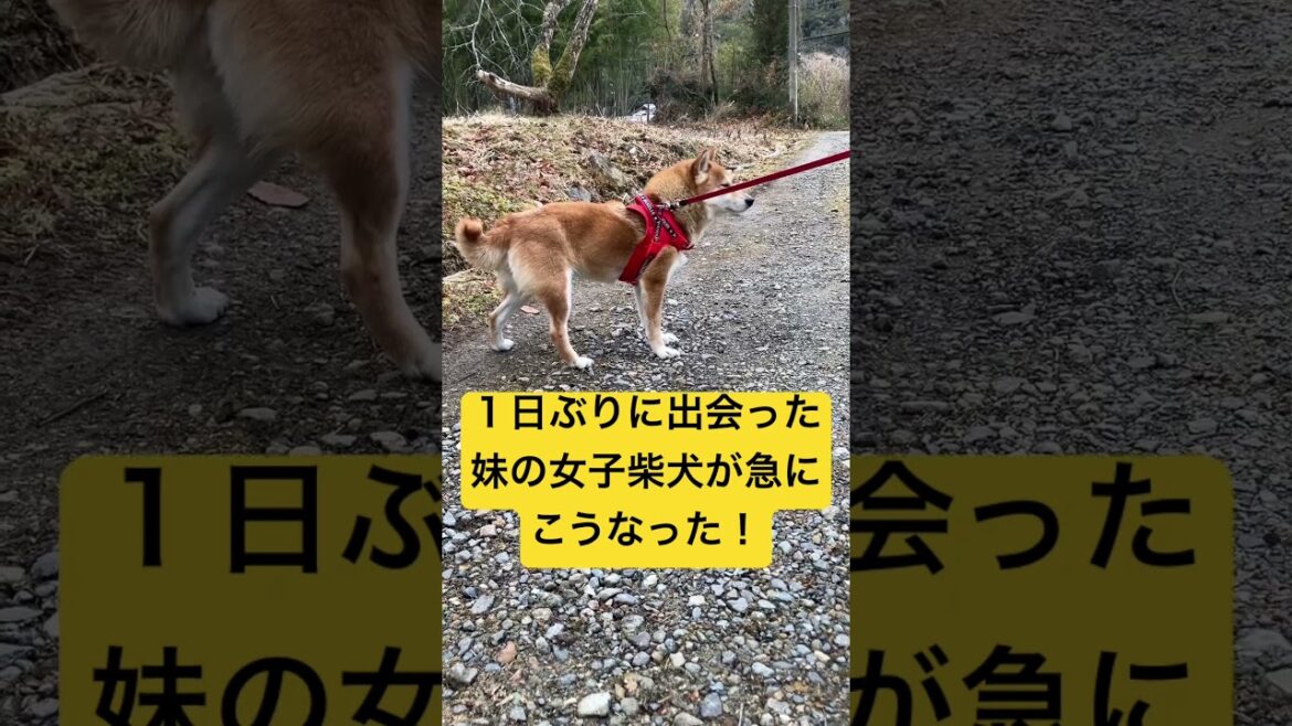 【癒し爆発】再会した瞬間…妹の女子柴犬が急にこうなった！