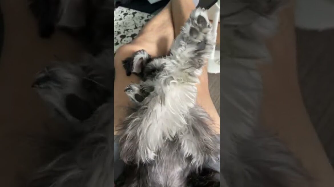 X JAPANのファンになった犬。ミニチュアシュナウザーひじき #shorts