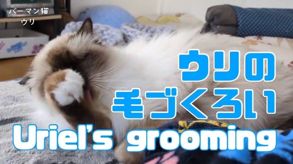 バーマン猫ウリ【ウリの毛づくろい】Uriel's grooming（バーマン猫）Birman/Cat