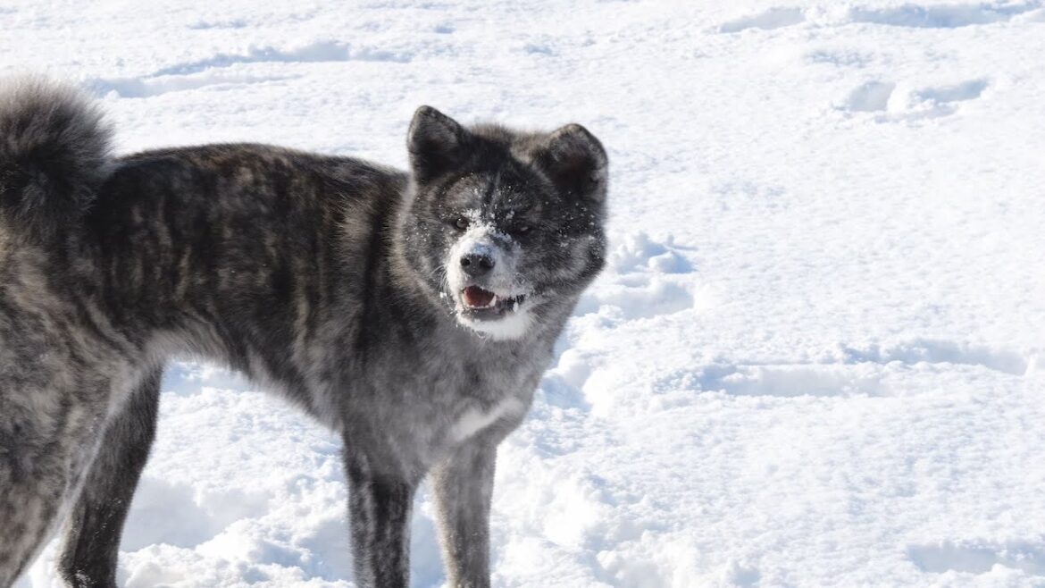 秋田犬にはやっぱり雪が似合う#3 秋田犬にはやっぱり雪が似合う#3