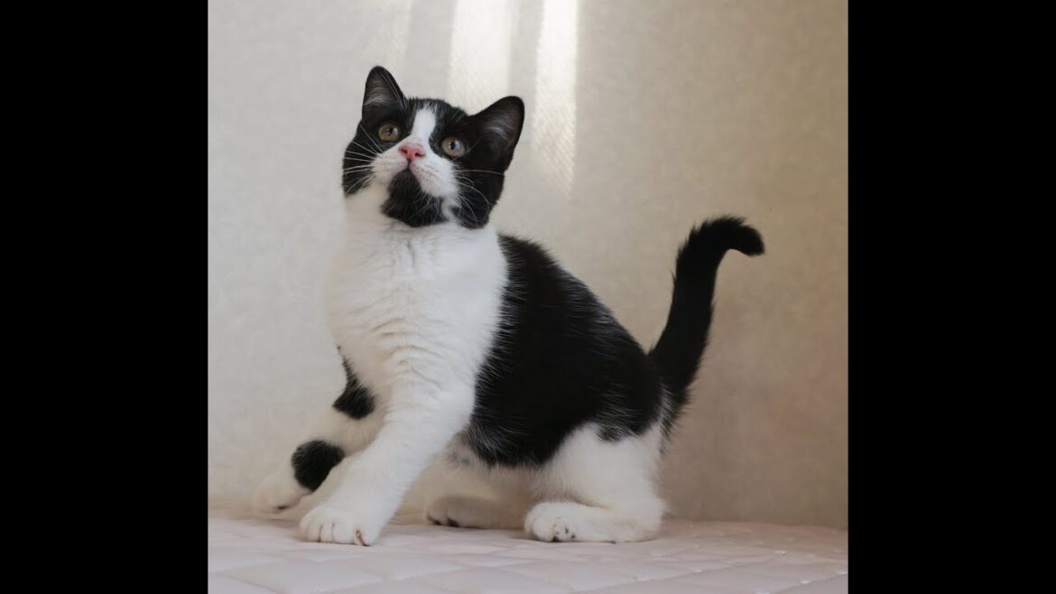 ブリティッシュショートヘアー子猫　British Shorthair　2024.11.11産まれ　ブラック&ホワイト　男の子　シーダキャット猫のお店