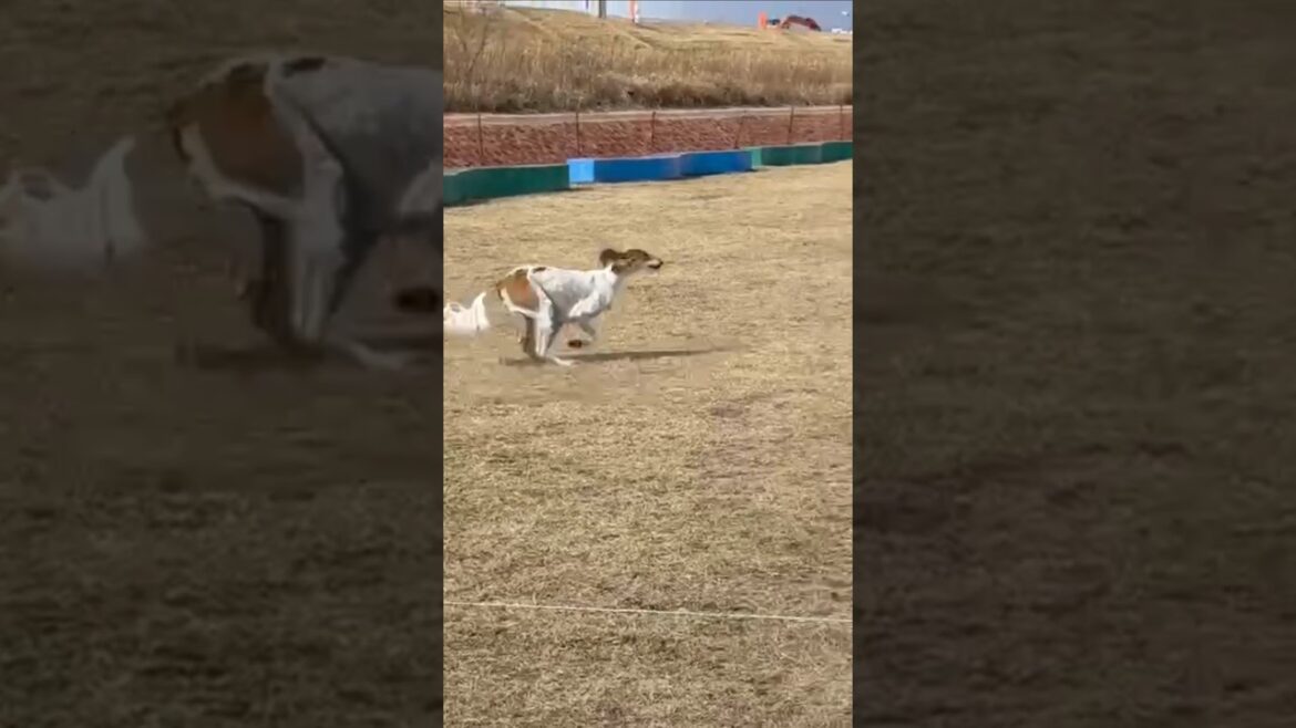 ルアーの練習 #大型犬 #サルーキ #saluki #中型犬  #癒し #sighthound #dog