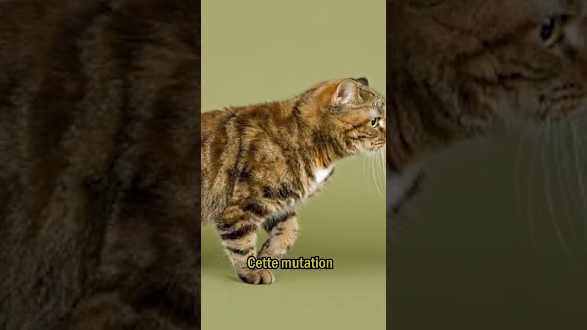 Les chats de Manx