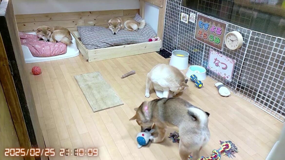 柴犬なつ!子育て生配信【生後169日】床の真ん中の板は子犬たちのイタズラの証!泣 柴犬なつ!子育て生配信【生後169日】床の真ん中の板は子犬たちのイタズラの証!泣