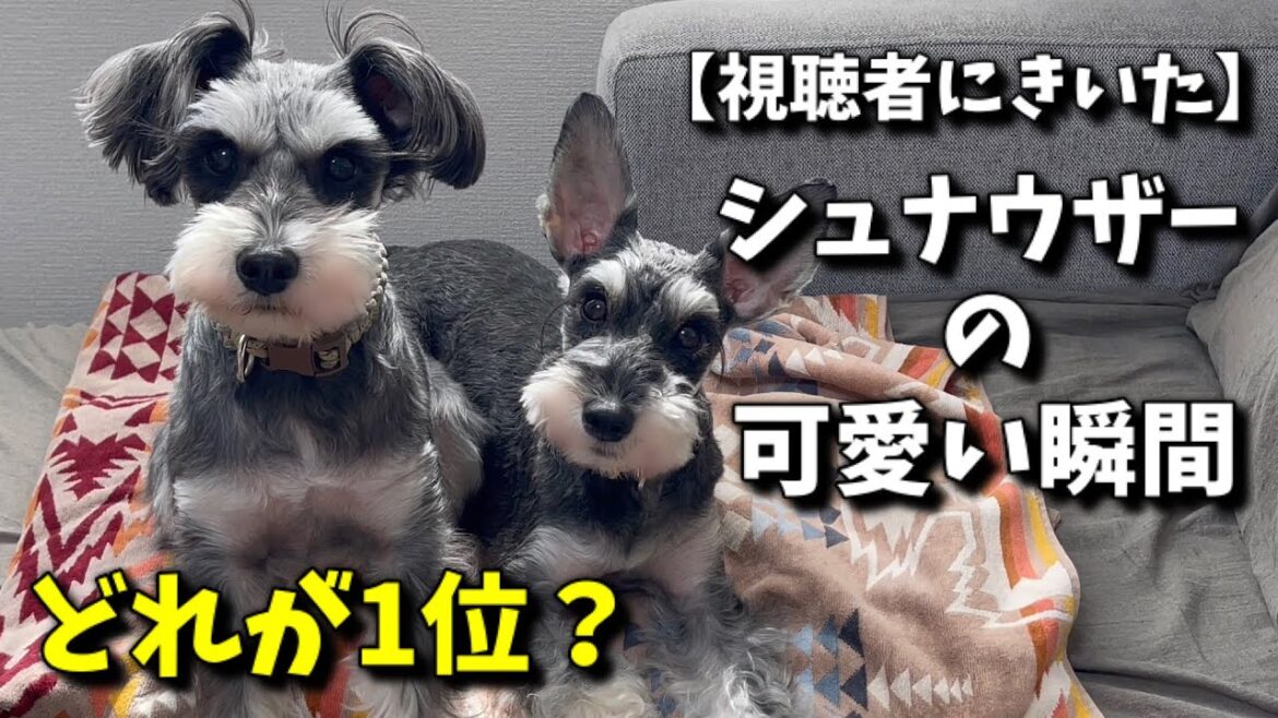 ミニチュアシュナウザーの魅力を大調査！視聴者が選んだ「可愛いポイント」ランキング