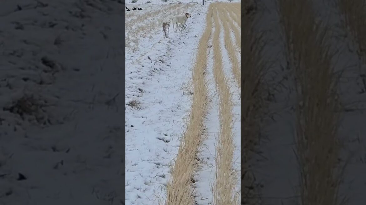 久しぶりの雪！犬は喜び田んぼかけまわる　#shorts