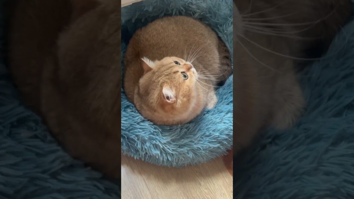 Havana cat ♥️ #cat #cute