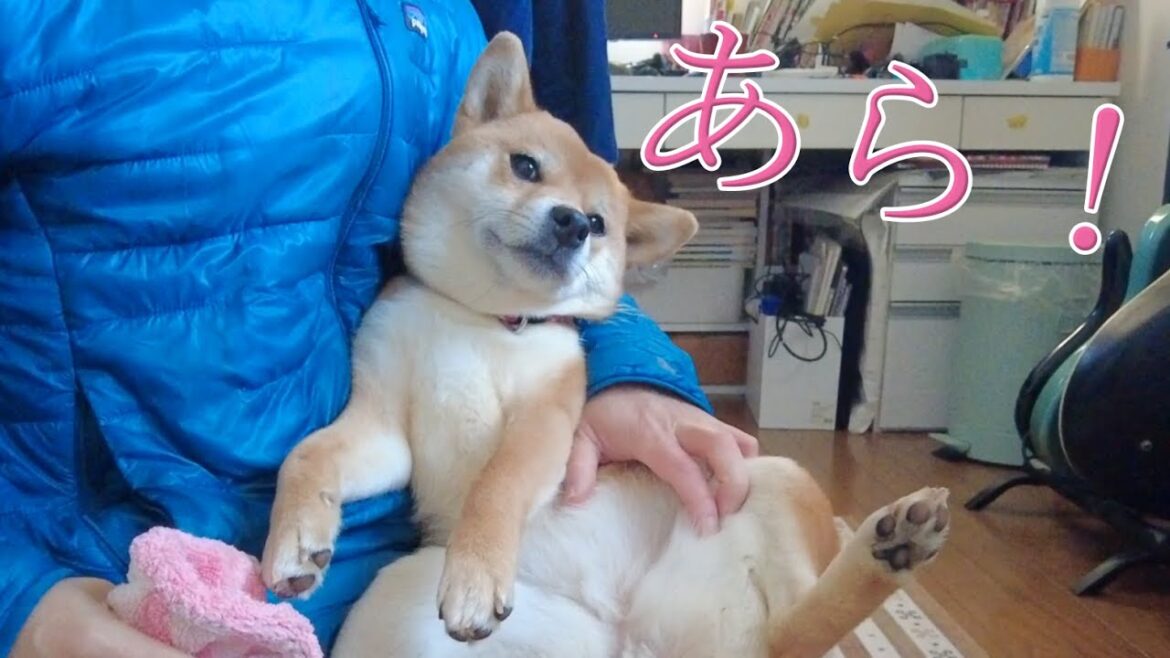 年に２度、忘れた頃にやってくる「アレ」がきました　柴犬小夏ヒート