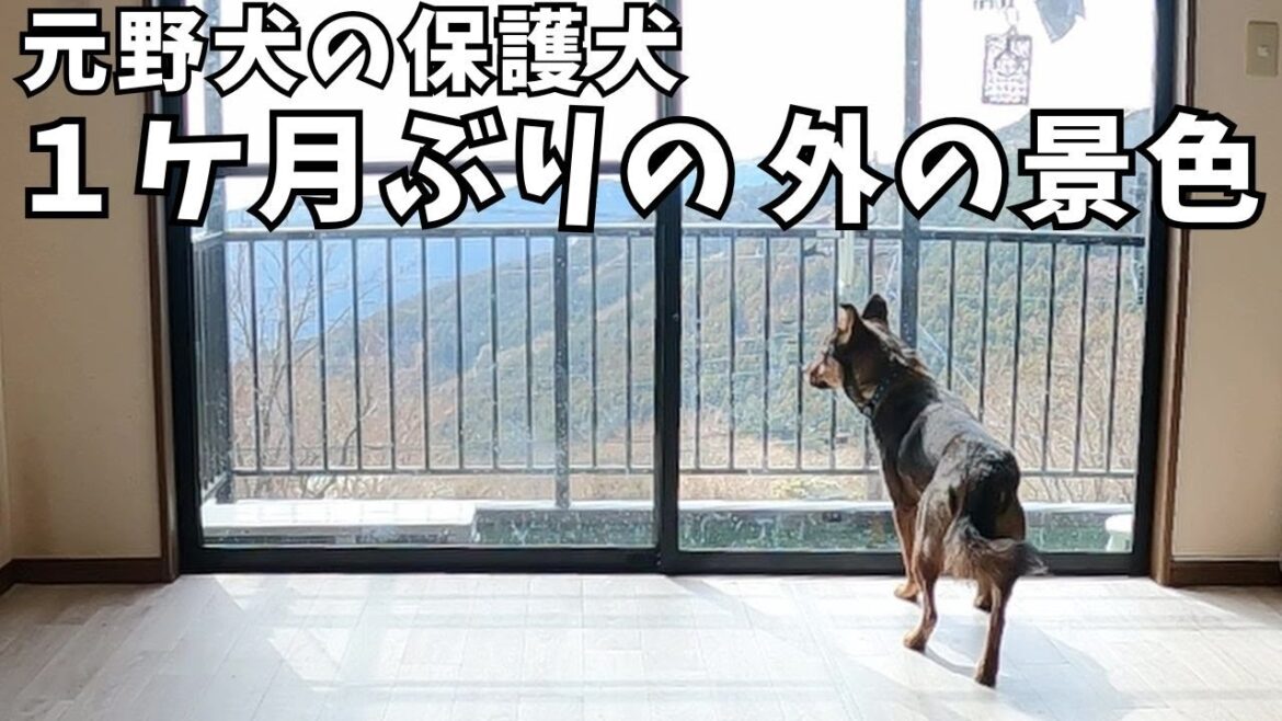 部屋の隅で生活する保護犬に外の景色を見せてあげる事が出来ました…