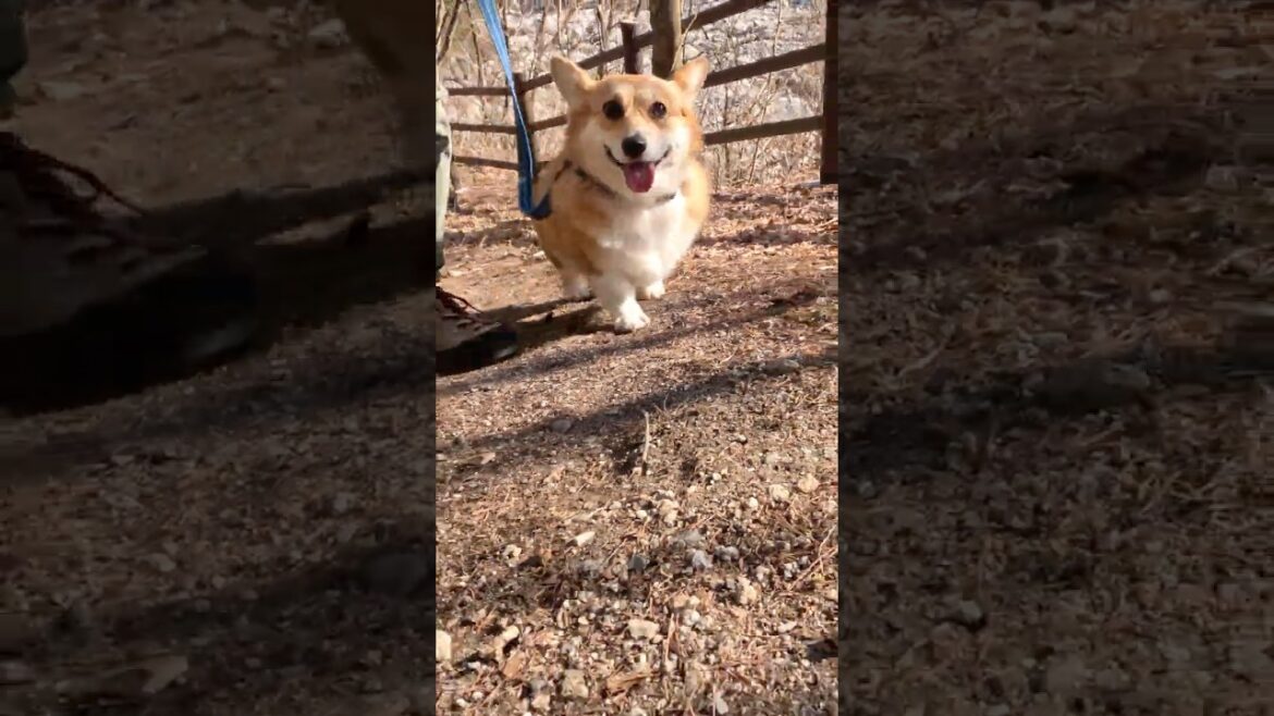 坂を登るコーギー / A Corgi climbs the slope #コーギー #corgi #サクラ