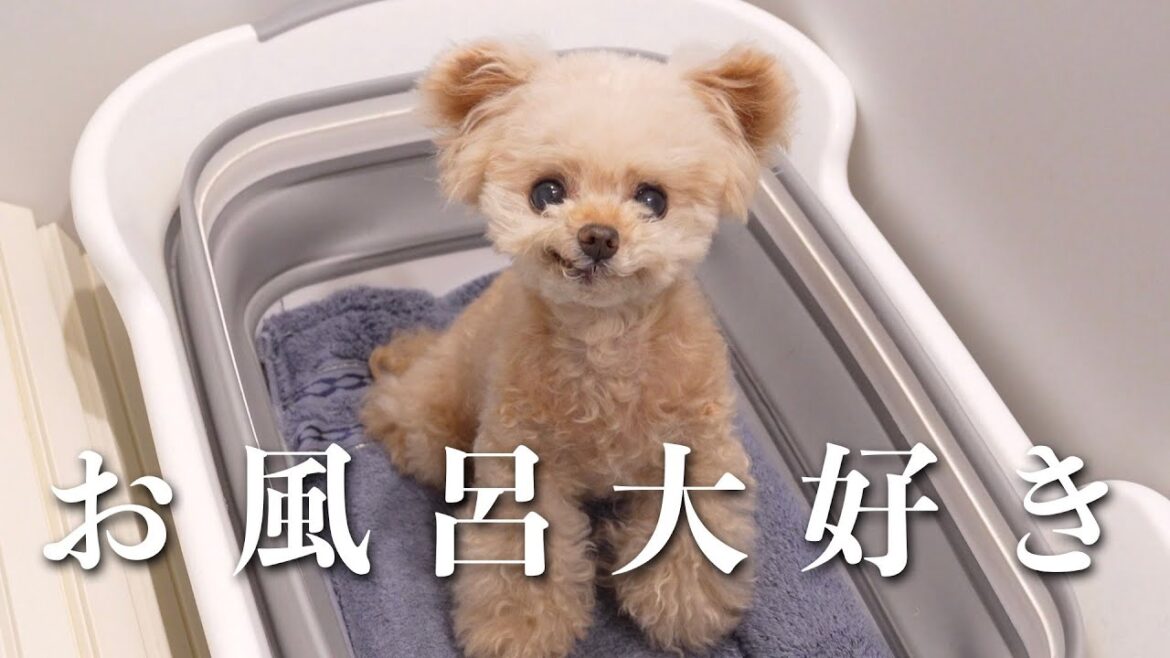 お風呂前のテンションが異常です！笑【トイプードル】