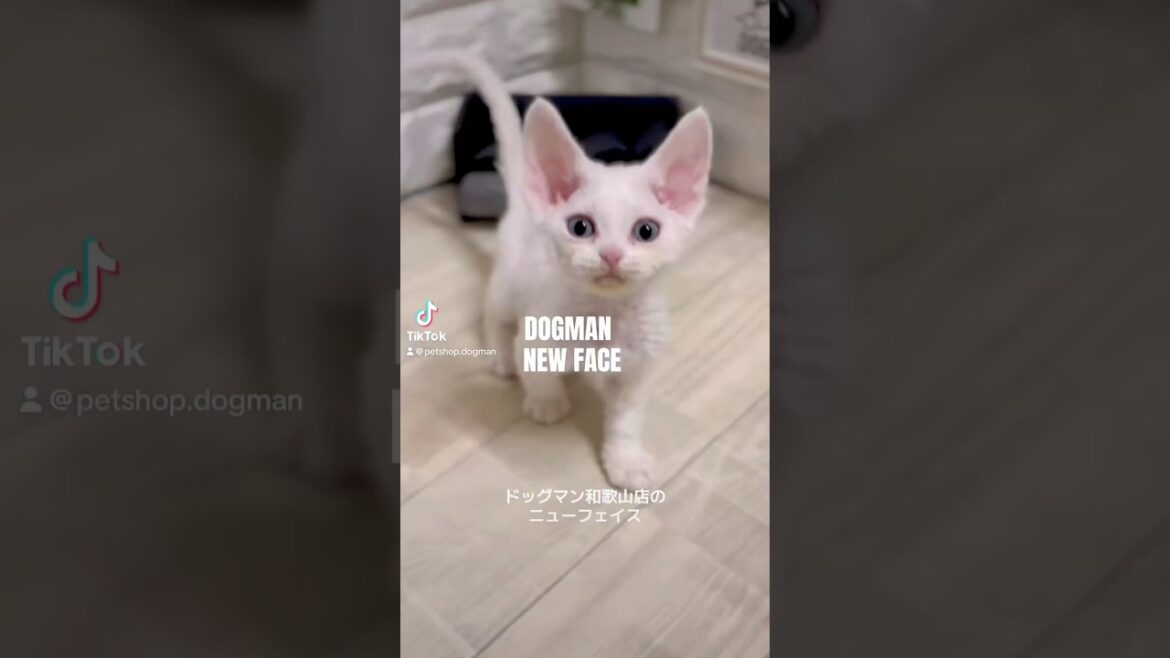 可愛いデボンレックスの子猫#shorts