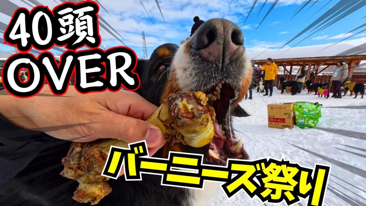 【パピーから60キロオーバーまで40頭以上大集合】集まれバーニーズマウンテンドッグバニバニ会だよ全員集合