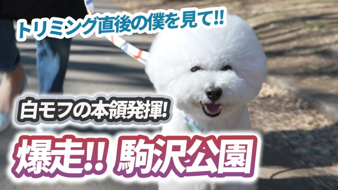 【トリミング】駒沢公園でビションフリーゼの真っ白な姿をお披露目してきたよ！【爆走】
