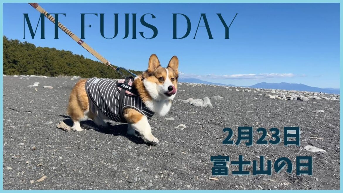 世界文化遺産　三保の松原を散歩するコーギー　Corgi strolling through Miho no Matsubara, a world cultural heritage site