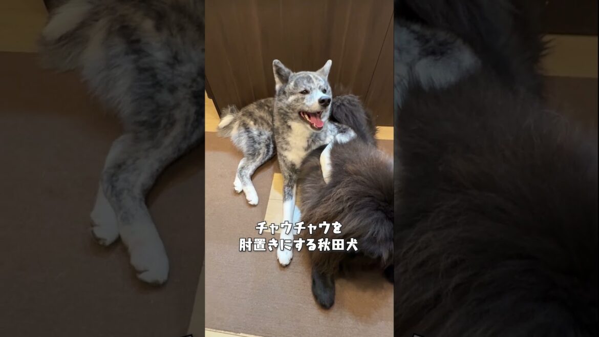 いつもは仲良いはずなんです・・・！【チャウチャウ・秋田犬】【多頭飼い】【大型犬】＃Shorts