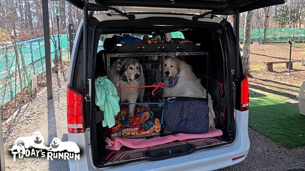 ルンルン号に新しいケージを作ってもらったアランとベルです　Great Pyrenees　グレートピレニーズ