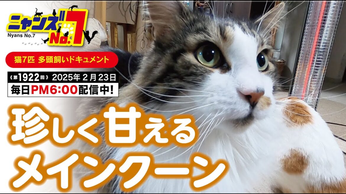 《第1922回》珍しく甘えるメインクーン