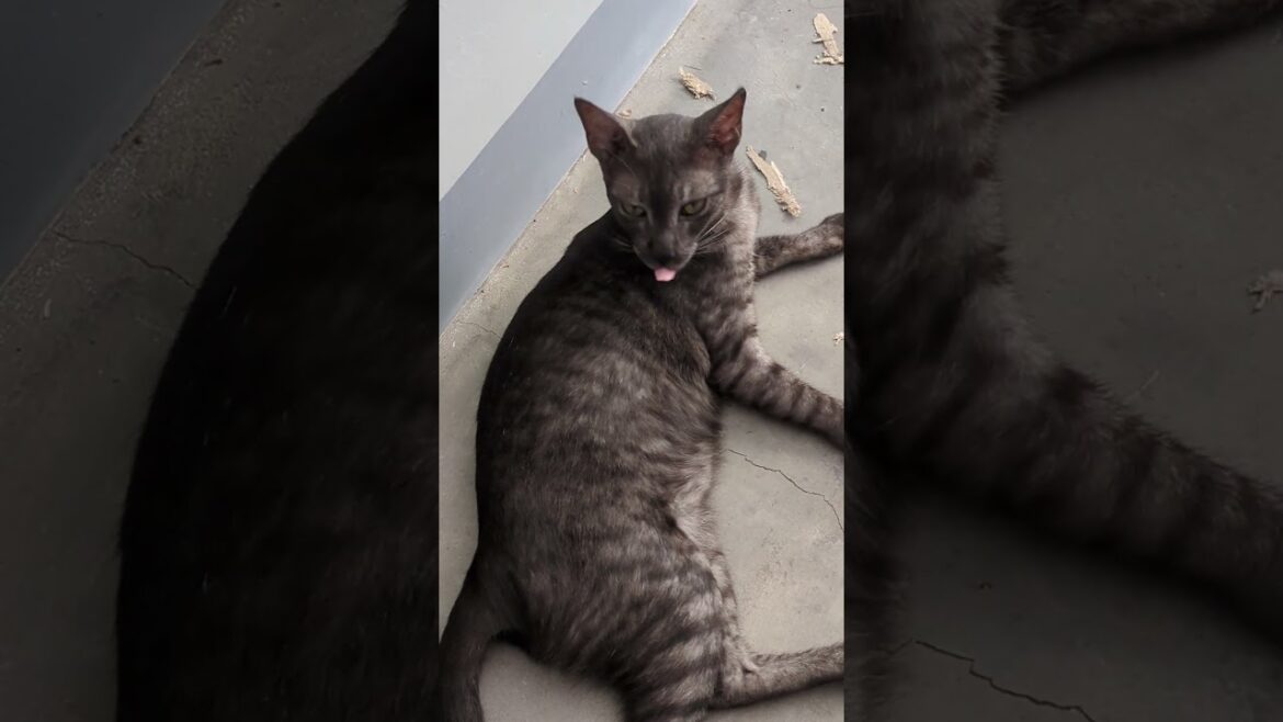 No meow Mama, but I rub you #cat #kitten #kittenlife #catlover #purr #catdaily #kawaii #cute