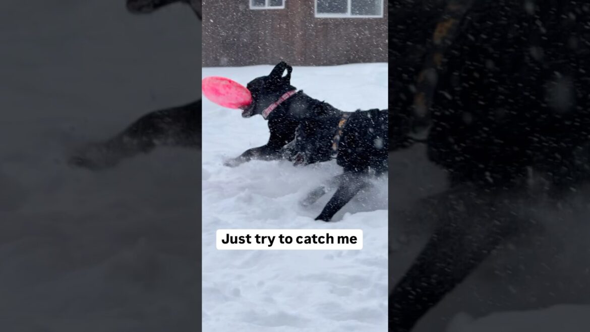 Snow Dogs  #dog #dogs #love #doglover #labradorretriever #puppy #shorts #short #fun #run #snow