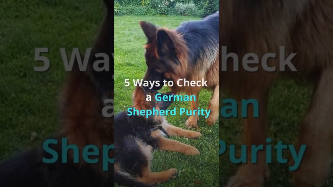 German Shepherd Purity Check, #germanshepherd #trendingshorts #germanshepherdpuppy #shortfeed