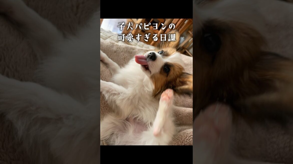 涙腺崩壊させてくる子犬　　#犬 #パピヨン #papillon #可愛い