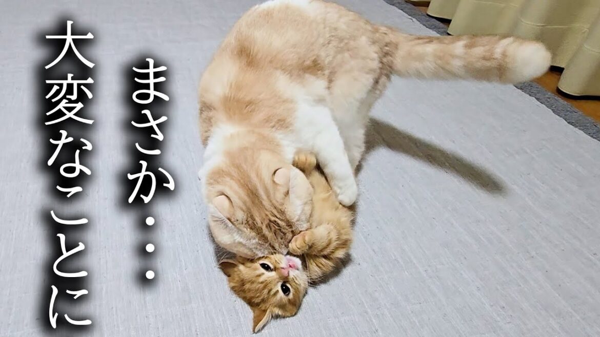 子猫が先住猫がこうなってました...